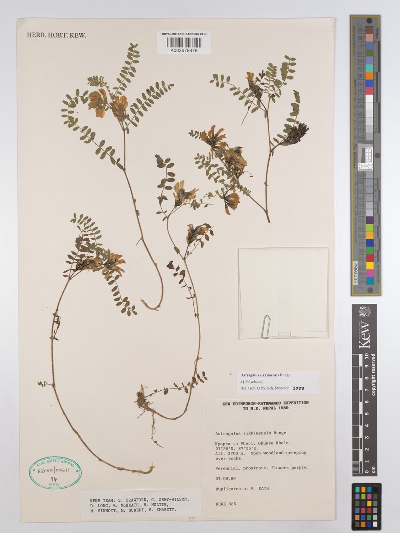 Astragalus sikkimensis photo 3