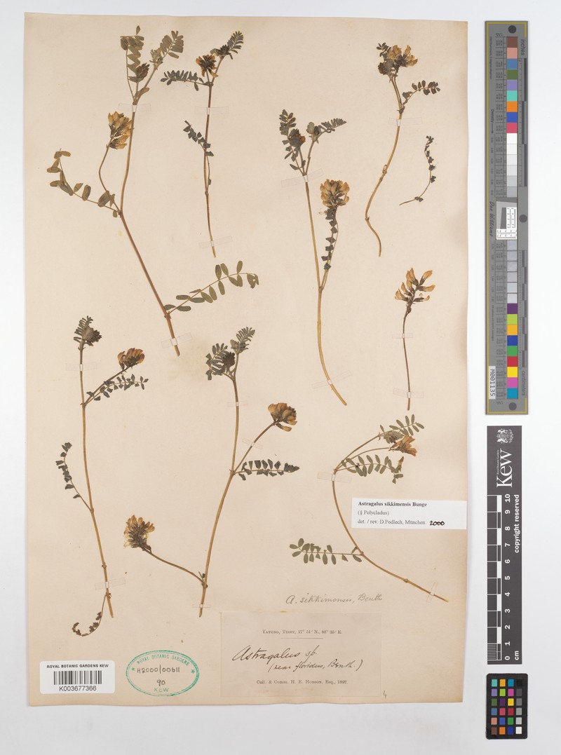 Astragalus sikkimensis photo 4