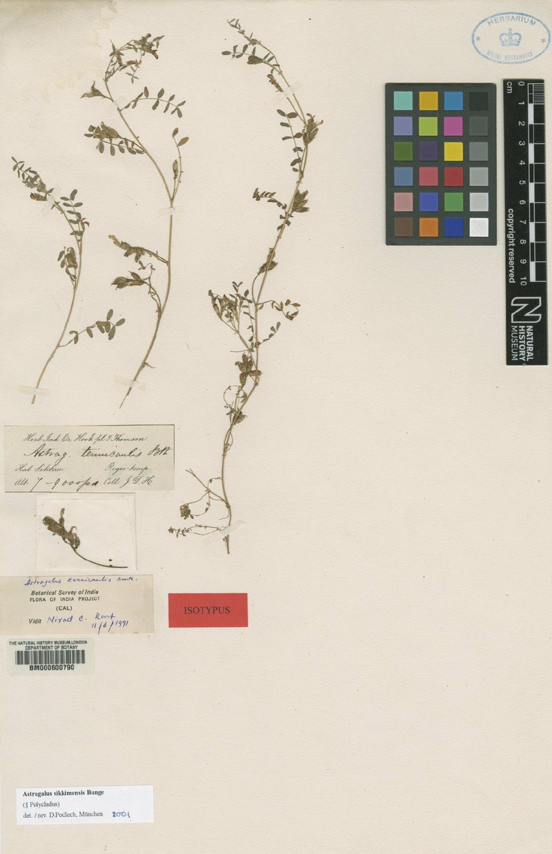 Astragalus sikkimensis photo 5