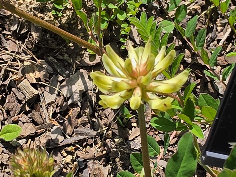 Astragalus sikokianus