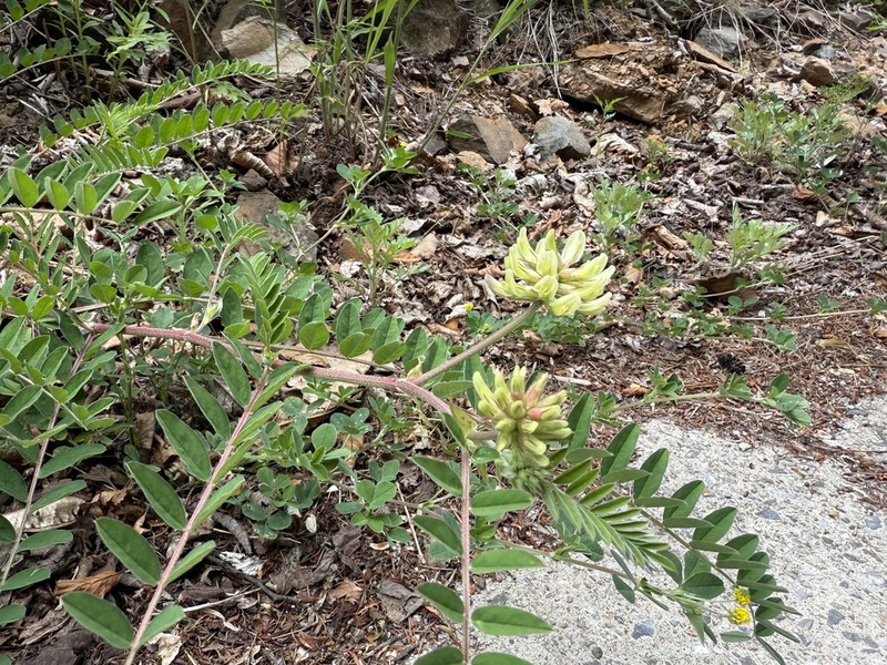 Astragalus sikokianus photo 2
