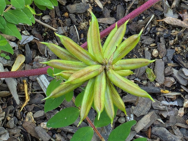 Astragalus sikokianus photo 3