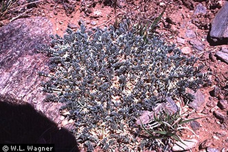 Flint Mountain Milkvetch