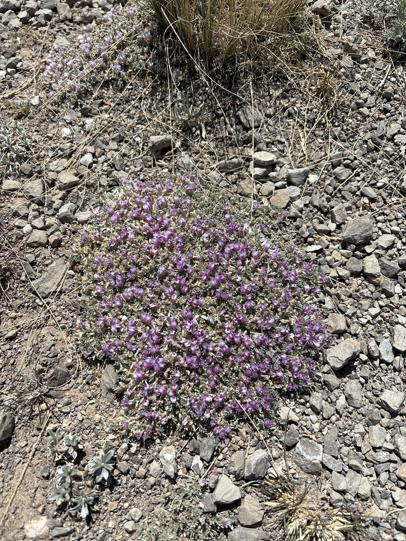 Flint Mountain Milkvetch