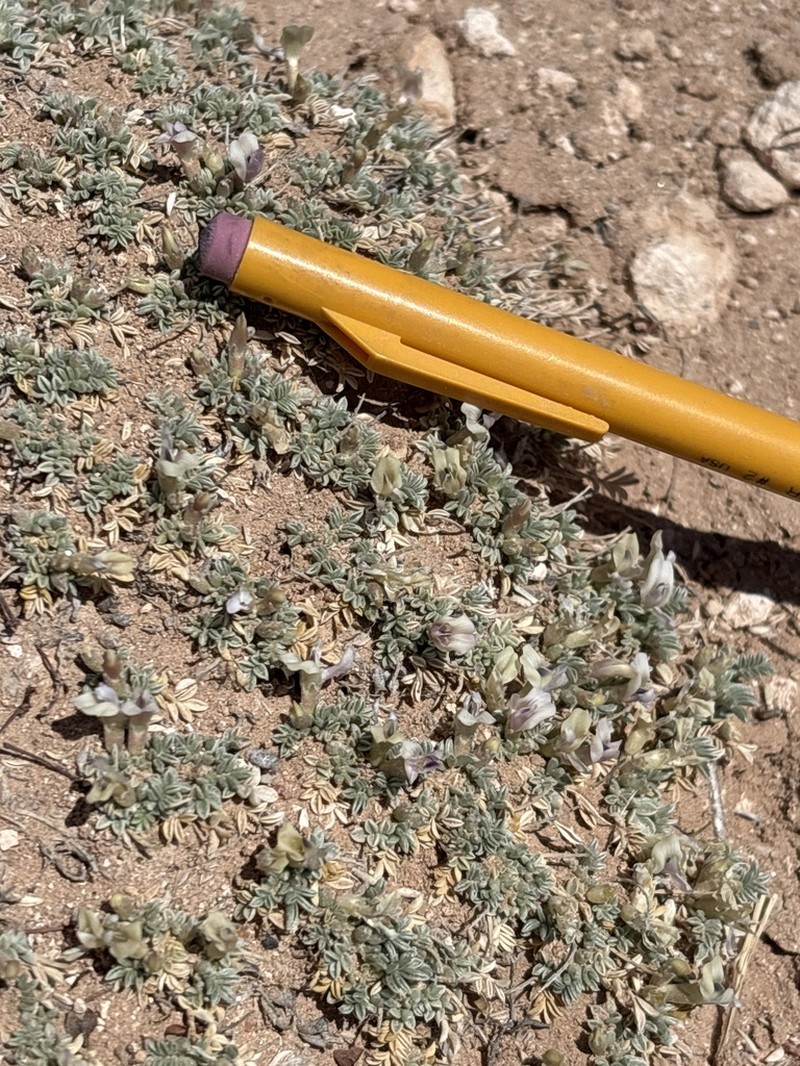 Flint Mountain Milkvetch photo 2