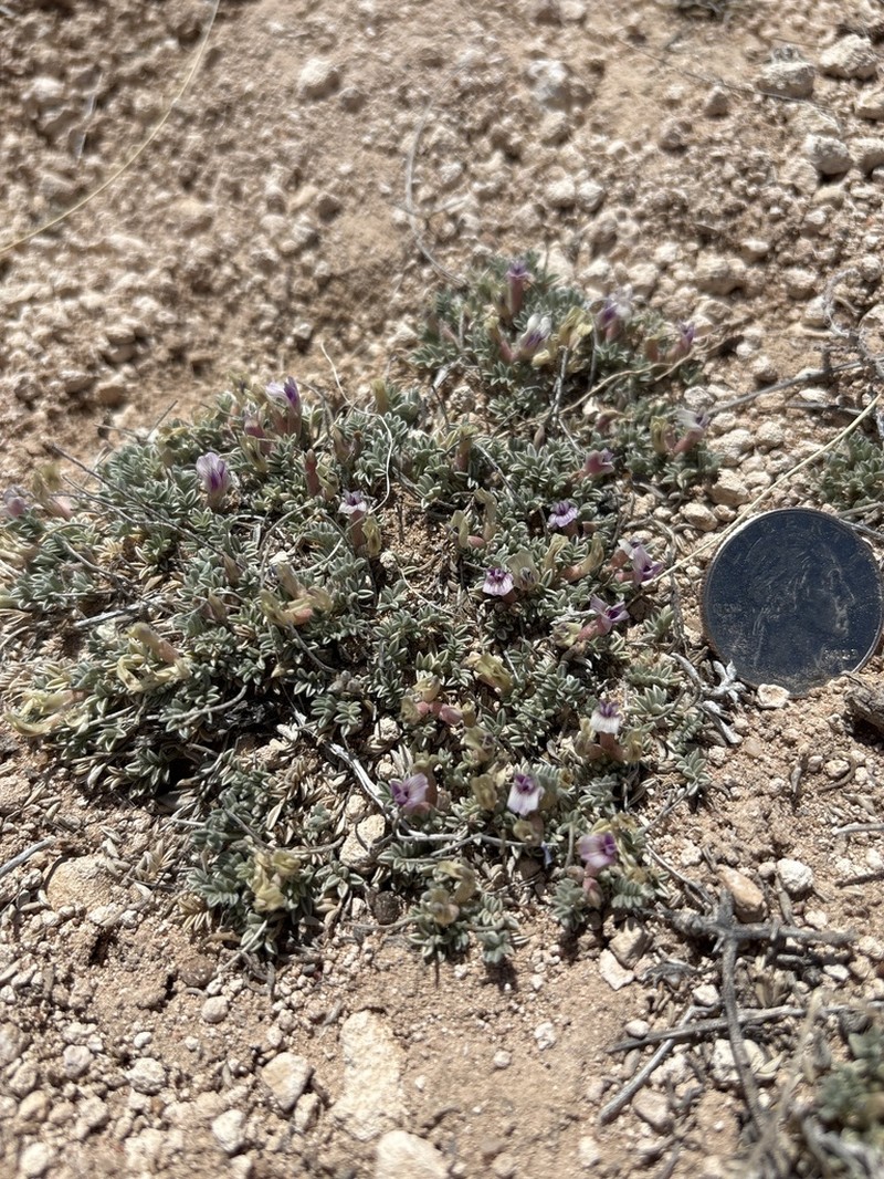 Flint Mountain Milkvetch photo 3