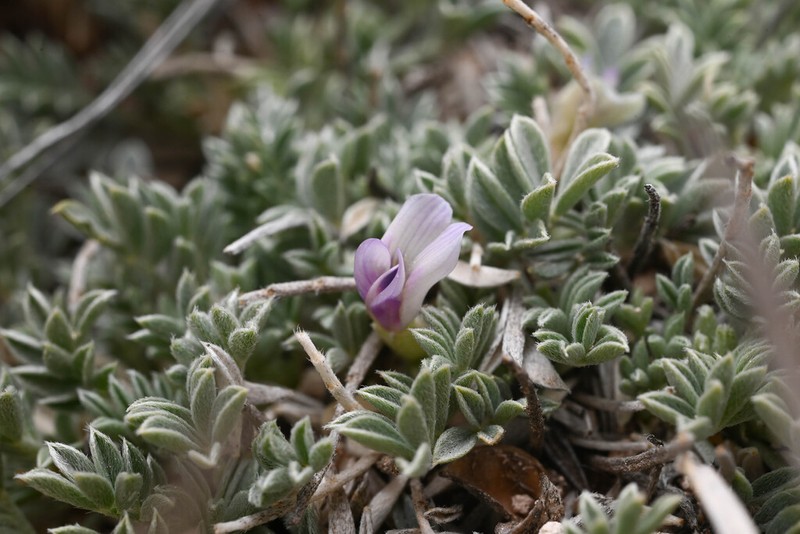 Flint Mountain Milkvetch photo 4