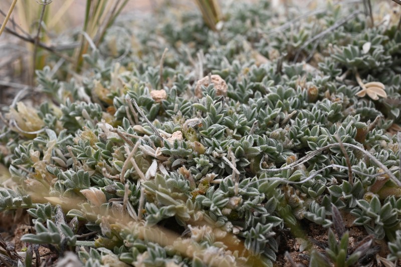Flint Mountain Milkvetch photo 6