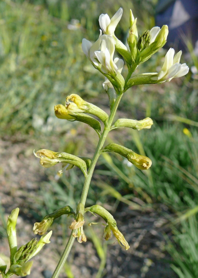 Astragalus siliquosus photo 2