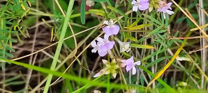 Astragalus silvisteppaceus