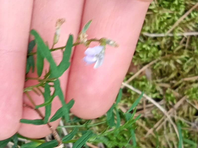 Astragalus silvisteppaceus photo 2