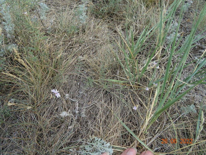 Astragalus silvisteppaceus photo 3