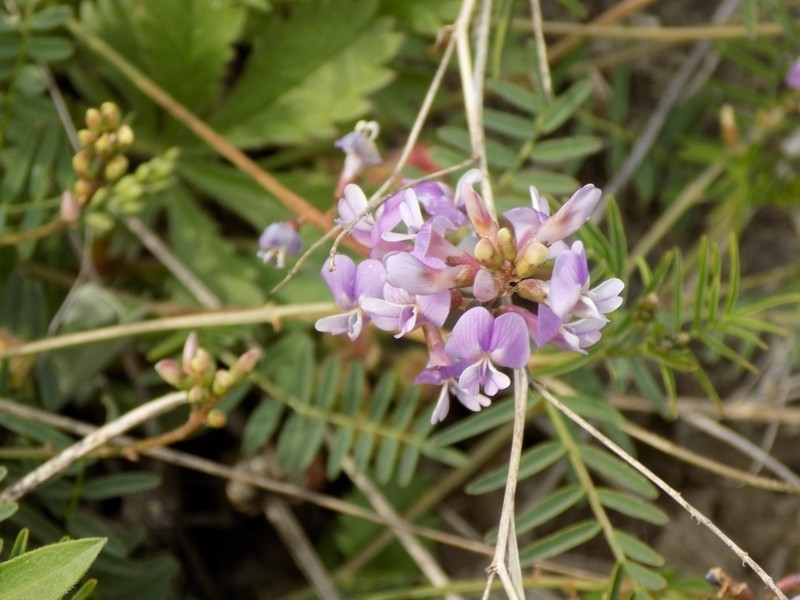 Astragalus silvisteppaceus photo 4