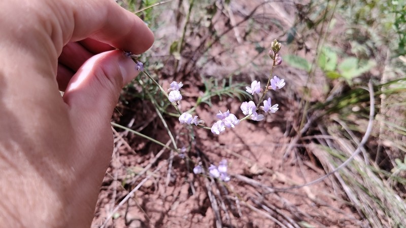 Astragalus silvisteppaceus photo 5
