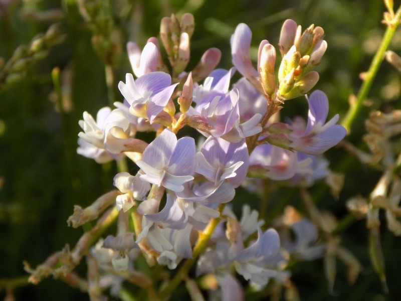 Astragalus silvisteppaceus photo 6