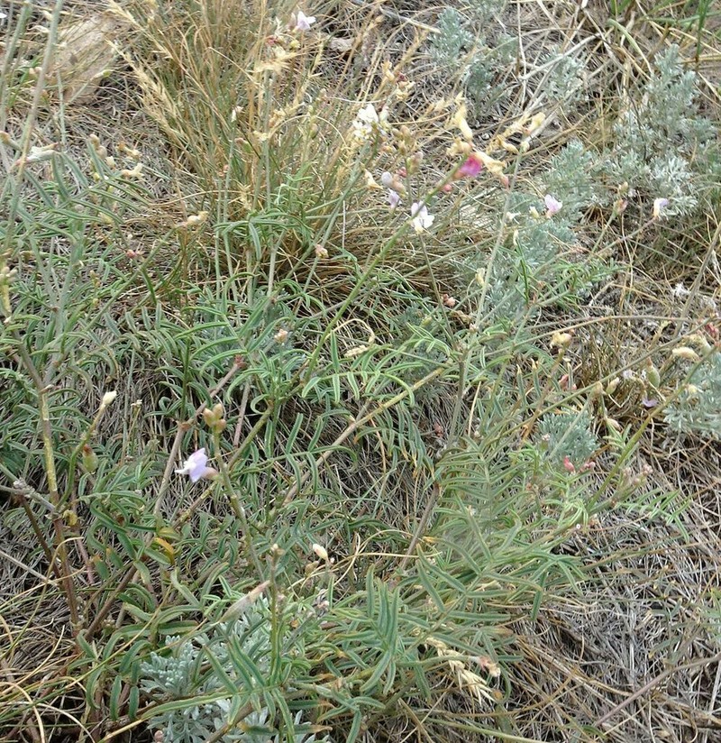 Astragalus silvisteppaceus photo 7