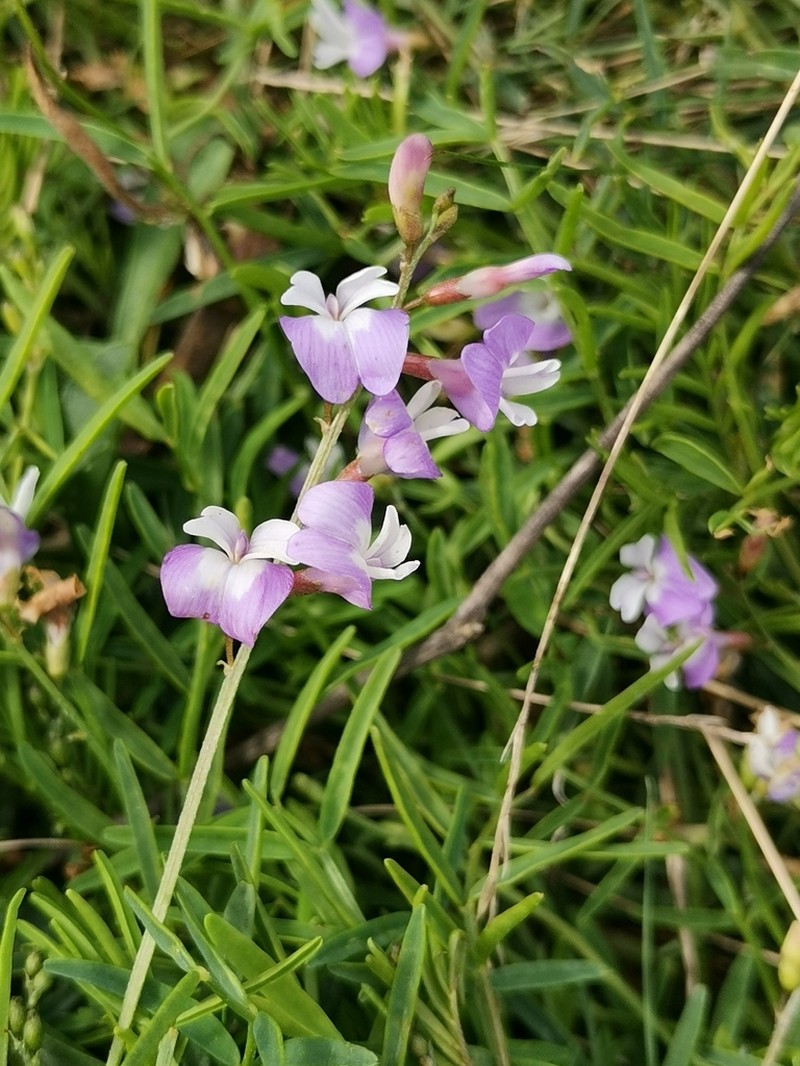 Astragalus silvisteppaceus photo 8