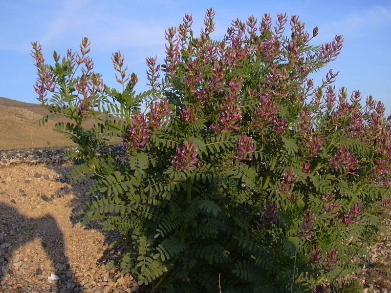Astragalus simonii