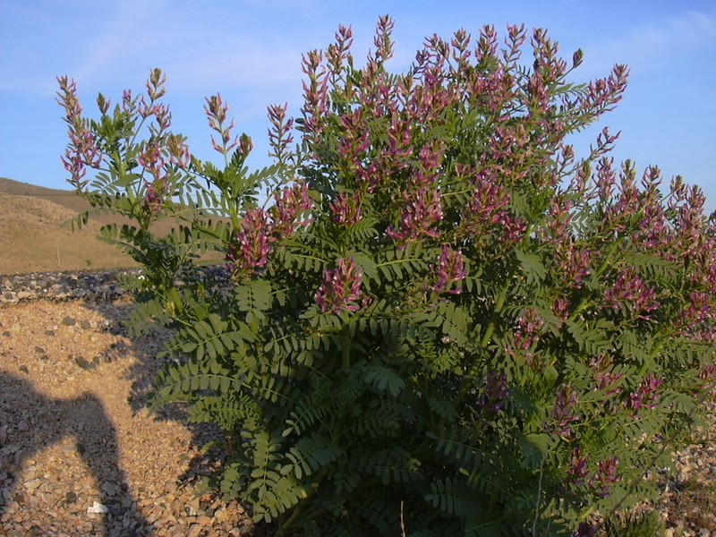 Astragalus simonii photo 2