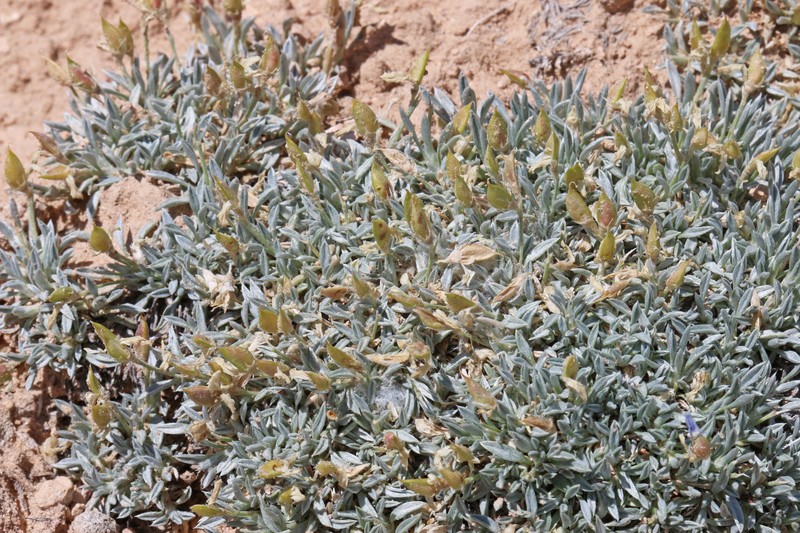 Little Bun Milkvetch