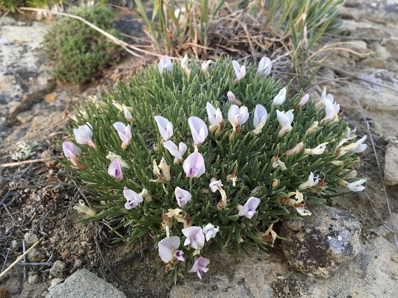 Little Bun Milkvetch
