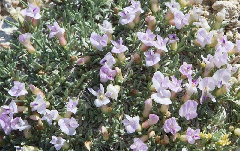Little Bun Milkvetch photo 2