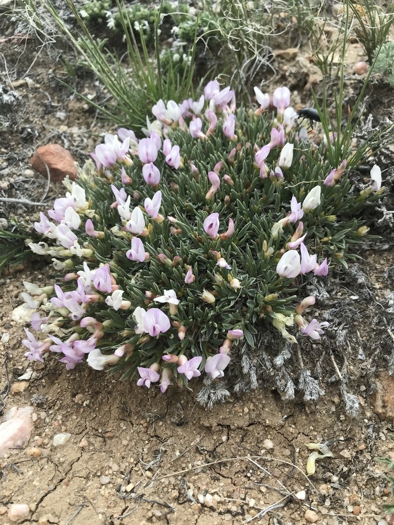 Little Bun Milkvetch photo 3