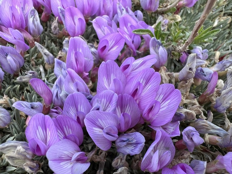 Little Bun Milkvetch photo 4