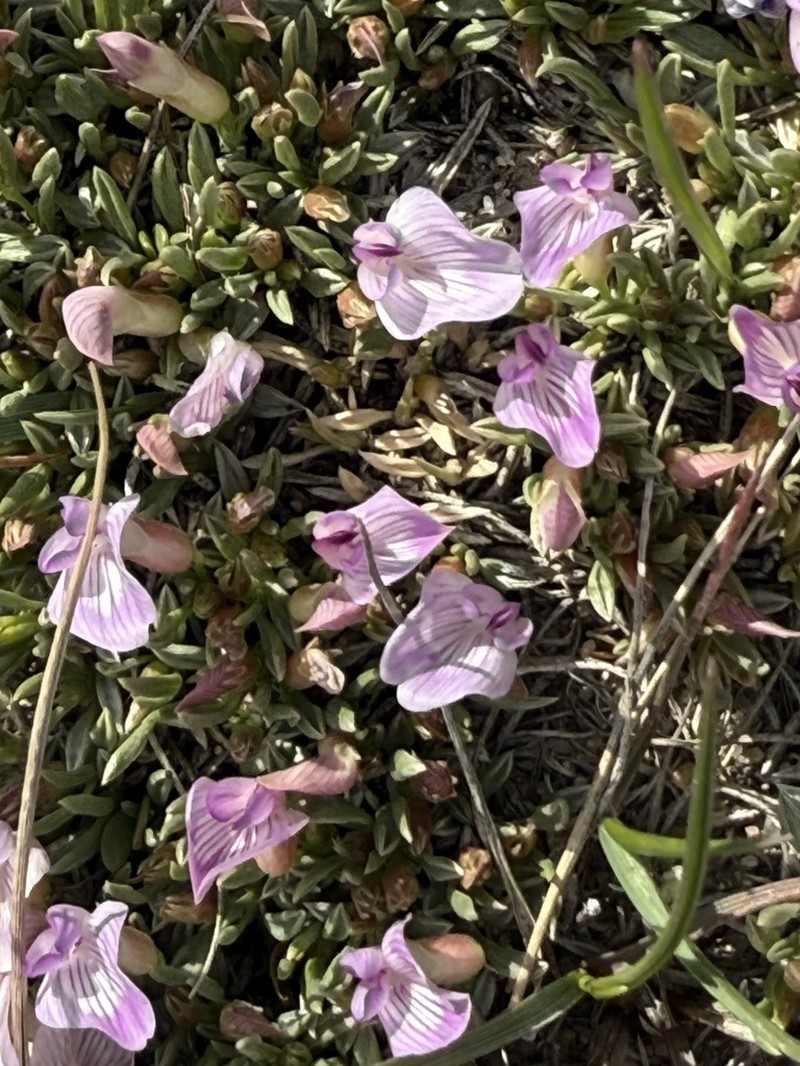 Little Bun Milkvetch photo 5
