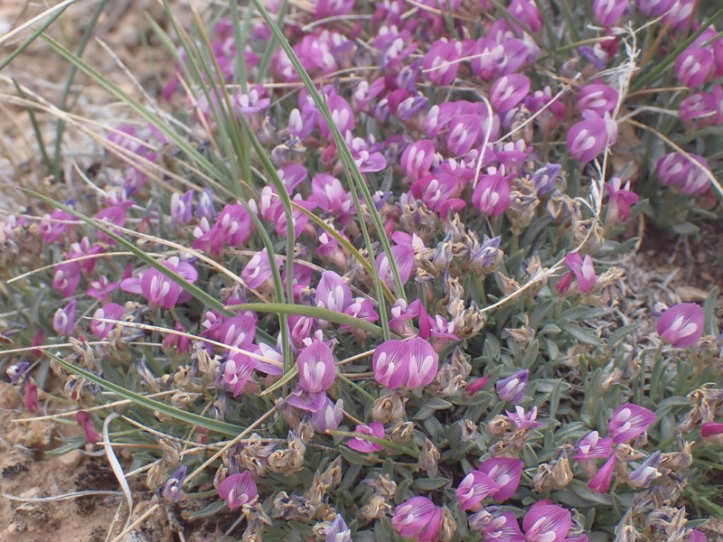 Little Bun Milkvetch photo 6