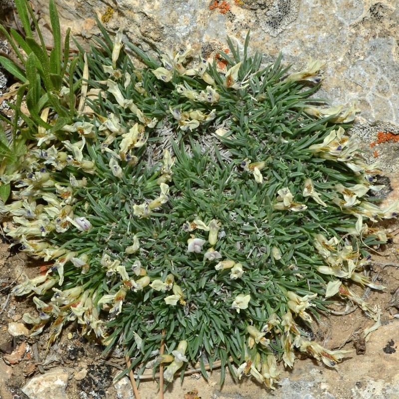 Little Bun Milkvetch photo 7