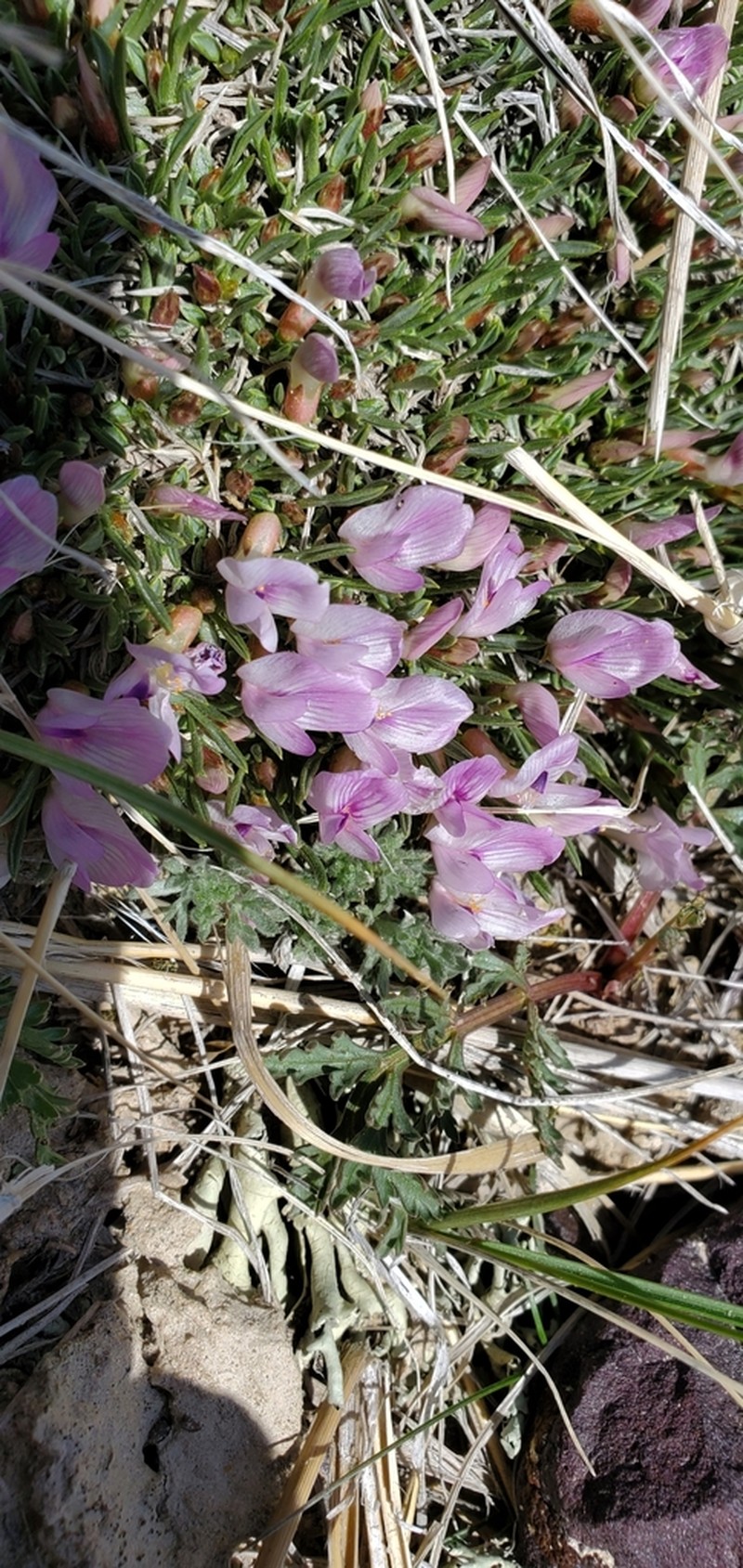 Little Bun Milkvetch photo 8