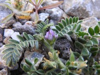 Astragalus sinaicus