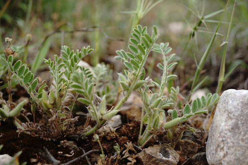 Astragalus sinaicus photo 2