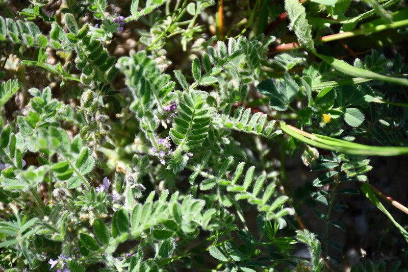 Astragalus sinaicus photo 3