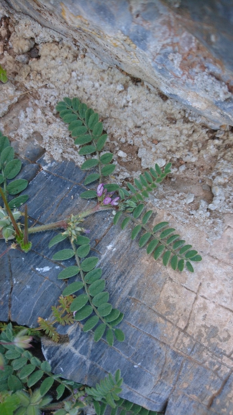 Astragalus sinaicus photo 4