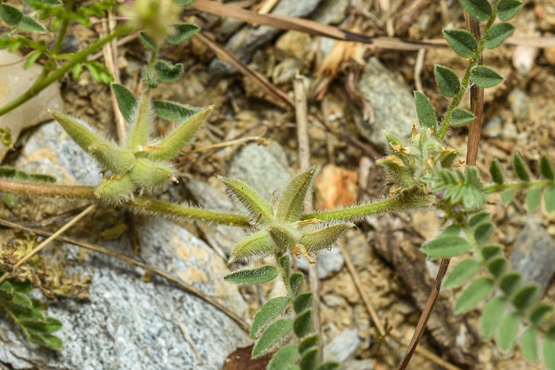 Astragalus sinaicus photo 5