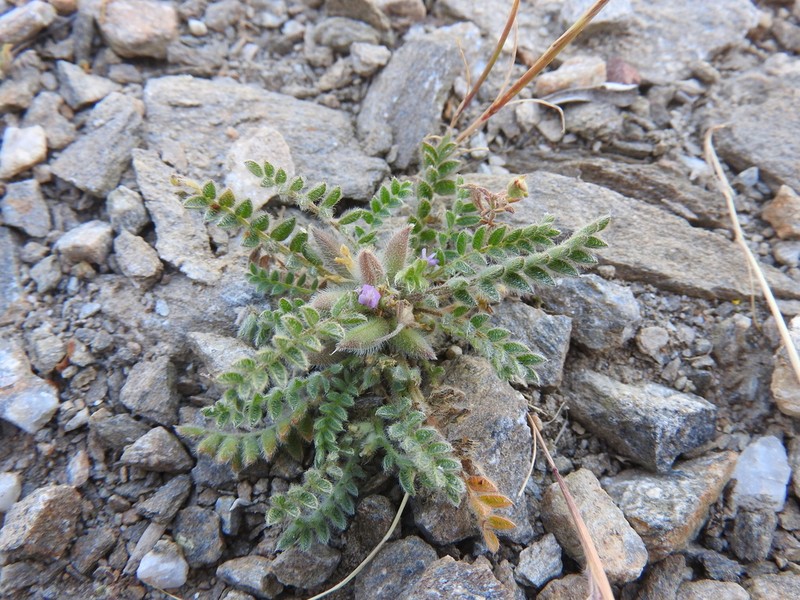 Astragalus sinaicus photo 6