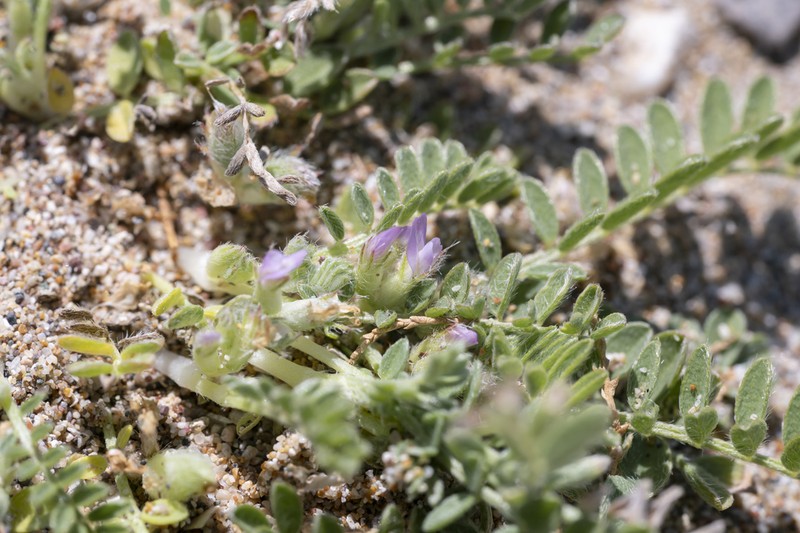 Astragalus sinaicus photo 7