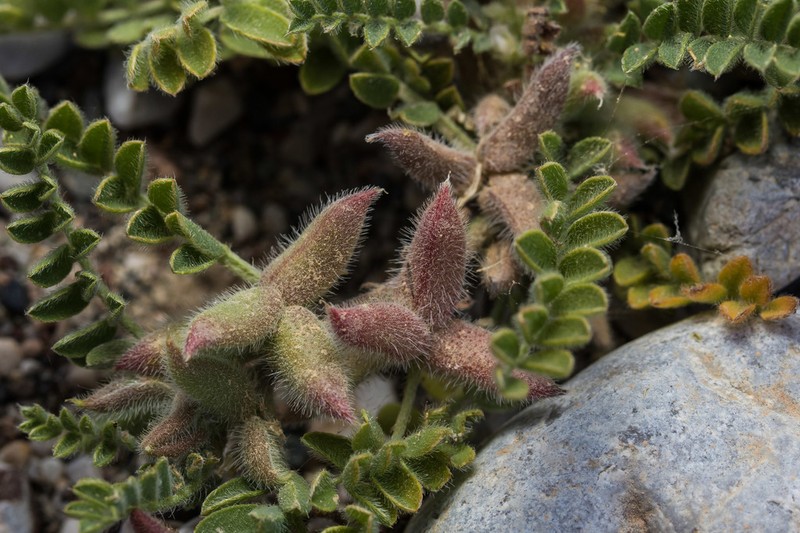 Astragalus sinaicus photo 8