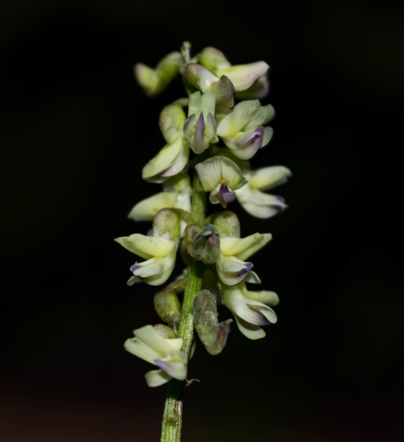Astragalus sinaloae photo 2