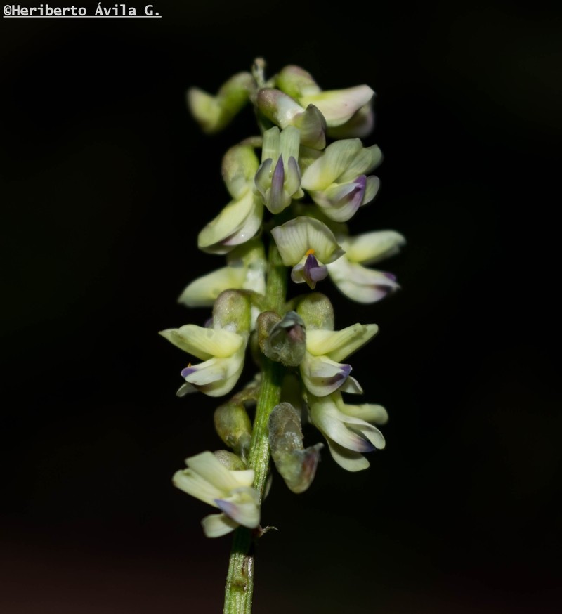 Astragalus sinaloae photo 4