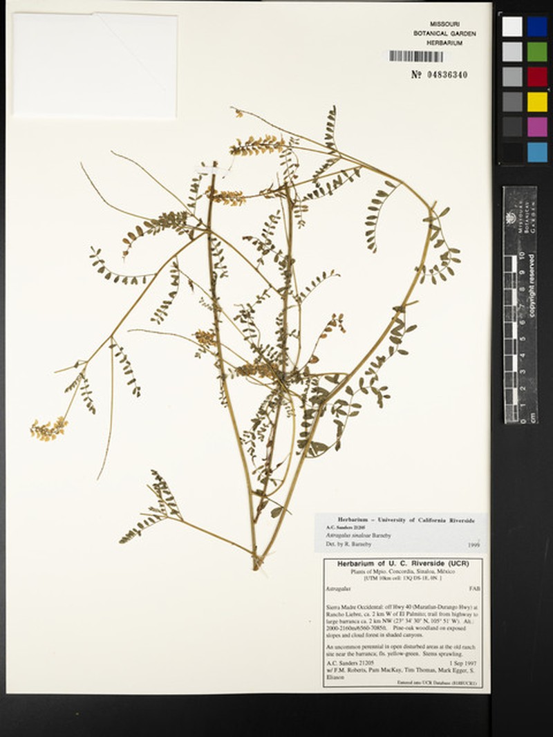 Astragalus sinaloae photo 5