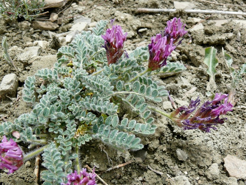 Astragalus singarensis