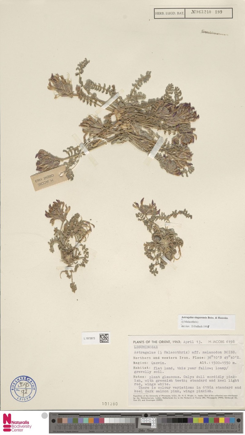 Astragalus singarensis photo 3