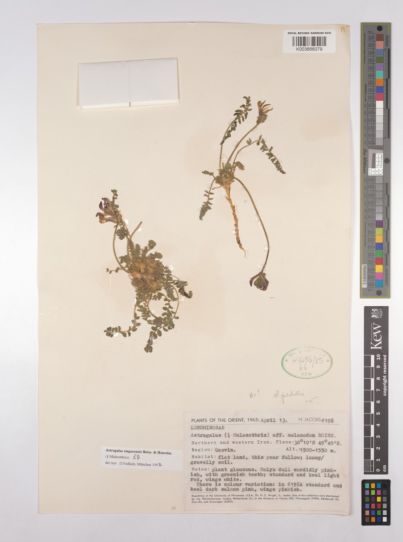 Astragalus singarensis photo 4