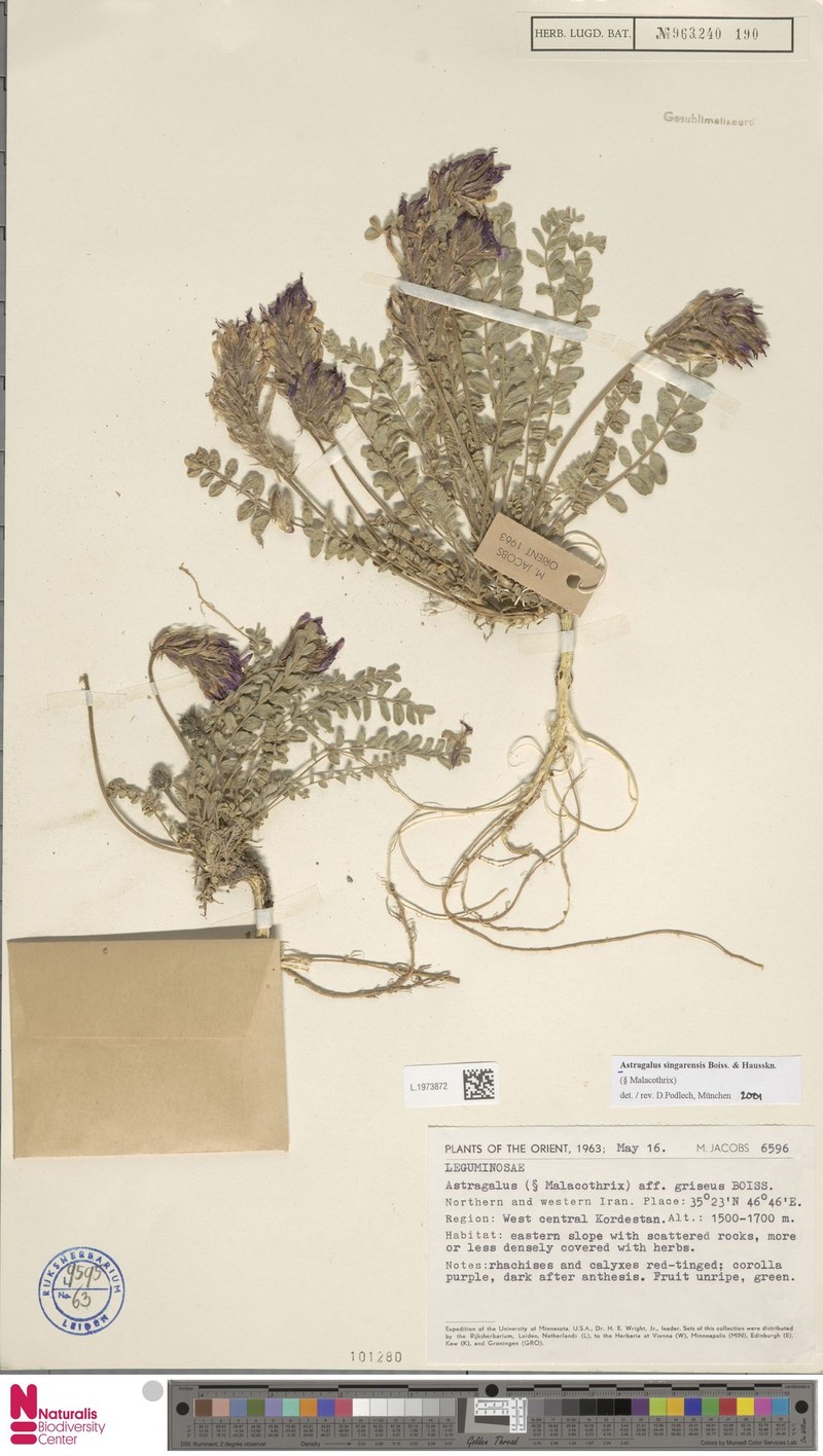 Astragalus singarensis photo 5