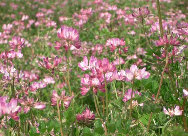 Chinese Milk-Vetch