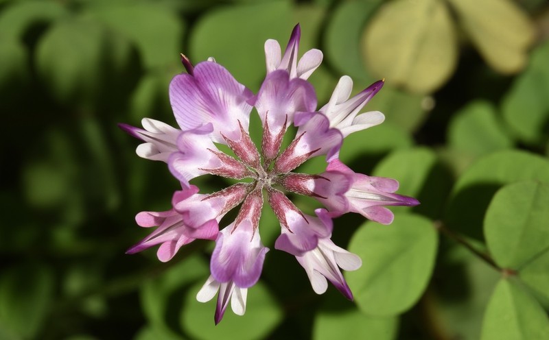 Chinese Milk-Vetch photo 2