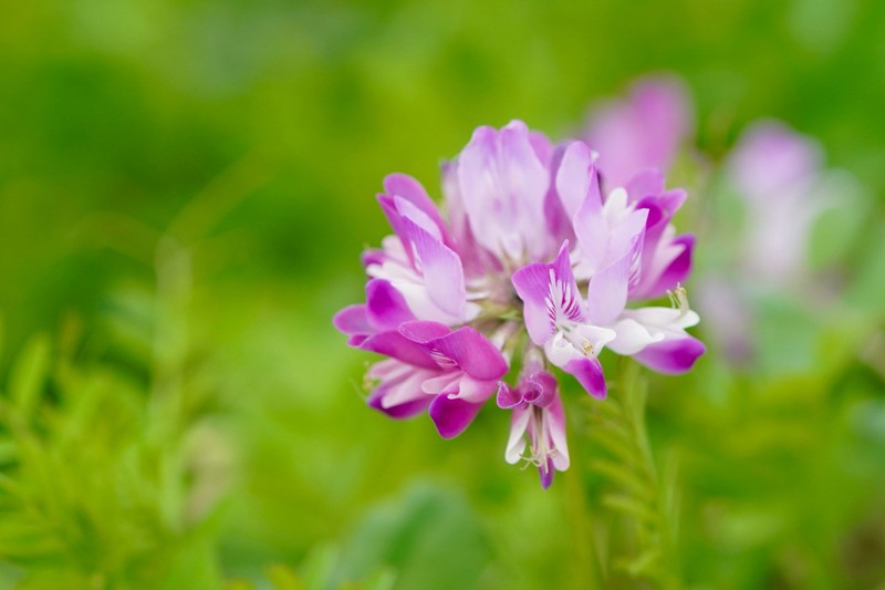 Chinese Milk-Vetch photo 3